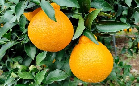 【訳あり】 ご家庭用 濃厚不知火 10～20玉 （ 約4kg ） デコポン みかん 柑橘 果物 フルーツ 熊本 【2027年2月下旬-3月上旬発送予定】