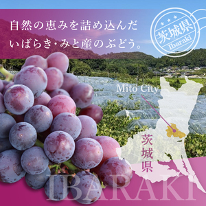 【9月上旬より順次発送】【数量限定】種なし巨峰 約1キロ（2～3房）（MA-2）