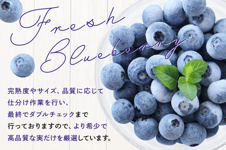 【希少品種食べ比べ】冷凍ブルーベリー ピンクレモネード＆大粒品種 1kgパック(500g×2)  日付指定可 A16-013 ブルーベリーファクトリー