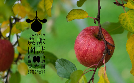 《先行予約》2026年 山形県産 完熟 サンふじ りんご ご家庭用 訳あり 3kg 7~10個 2026年12月上旬から順次発送 リンゴ フルーツ ※沖縄・離島への配送不可  sw-risfk3