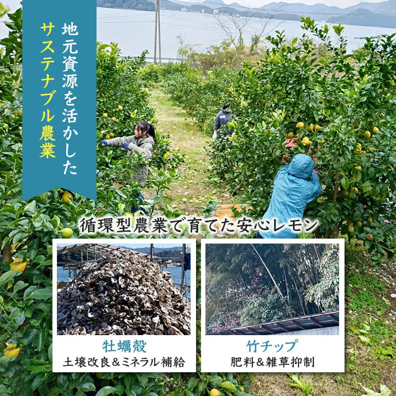 レモン 京都潮風檸檬（R） 2kg（16個前後） 栽培期間中農薬不使用 れもん
