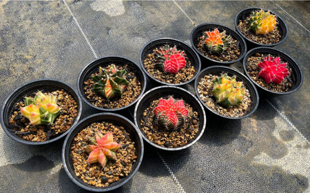 ギムノカリキウム ミハノビッチ 9株 Gymnocalycium mihanovichii 長与町/アグリューム[EAI281]