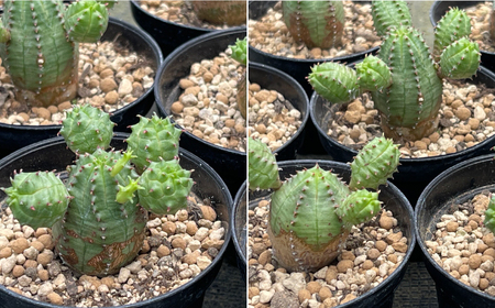 Euphorbia ObesaBlow　ユーフォルビア オベサブロー 1株　アグリューム／長与町[EAI303]