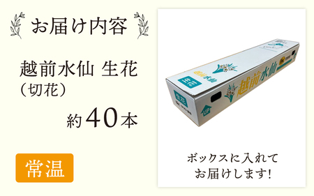 【先行予約】越前水仙 生花（切花） 約40本【2026年12月より順次発送】 お正月 アレンジメント 