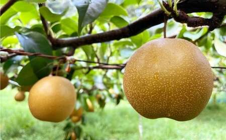 【ご家庭用】 九重町産 豊水 約3kg（約6～8個） なし ナシ ほうすい 果物 くだもの フルーツ 【2026年8月下旬-2026年9月上旬発送】