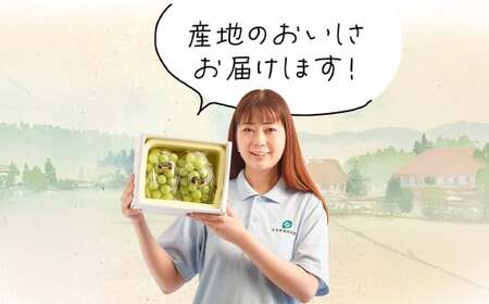 【2回定期便】岡山県産 シャインマスカット 晴王 計2房 （1房600g以上） 【2026年8月下旬発送開始】 ／ 2回 マスカット 葡萄 ぶどう 果物 果実 フルーツ 定期便 岡山県 美咲町 冷蔵