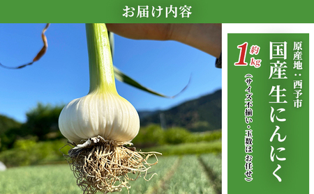 【先行予約】＜生にんにく サイズ混合 約1kg＞ 国産 ニンニク 生 野菜 香味野菜 薬味 大蒜 ガーリック 1キロ 西予市産 旬 旬の野菜 生ニンニク 農産物 おすそ分け 自宅用 家庭用 ノムランド 愛媛県 西予市【冷蔵】『2027年5月より順次出荷予定』NNM0010