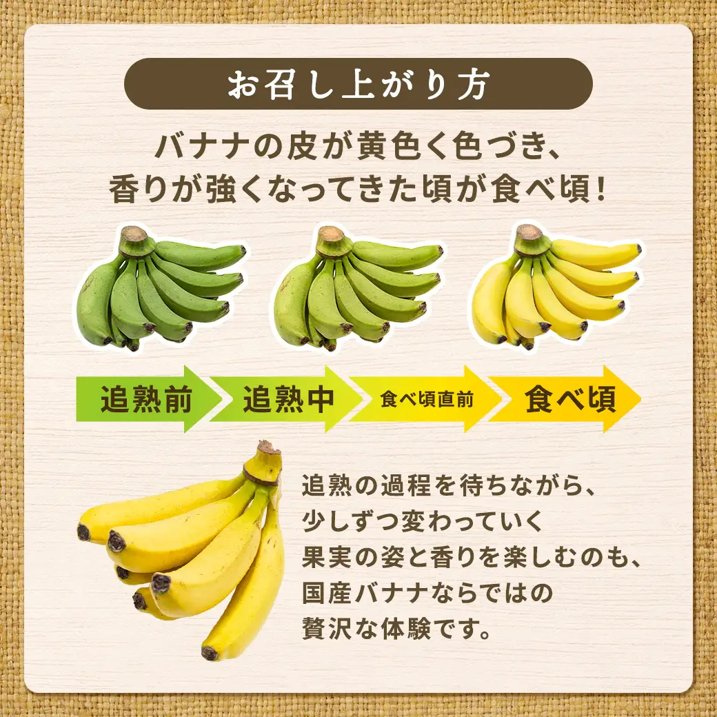 【先行予約】完熟 三尺 バナナ 〈4月より順次発送〉完熟バナナ 国産 フルーツ 果物 奄美大島 宇検村 家庭用 贈答 数量限定 プリン専門店 che