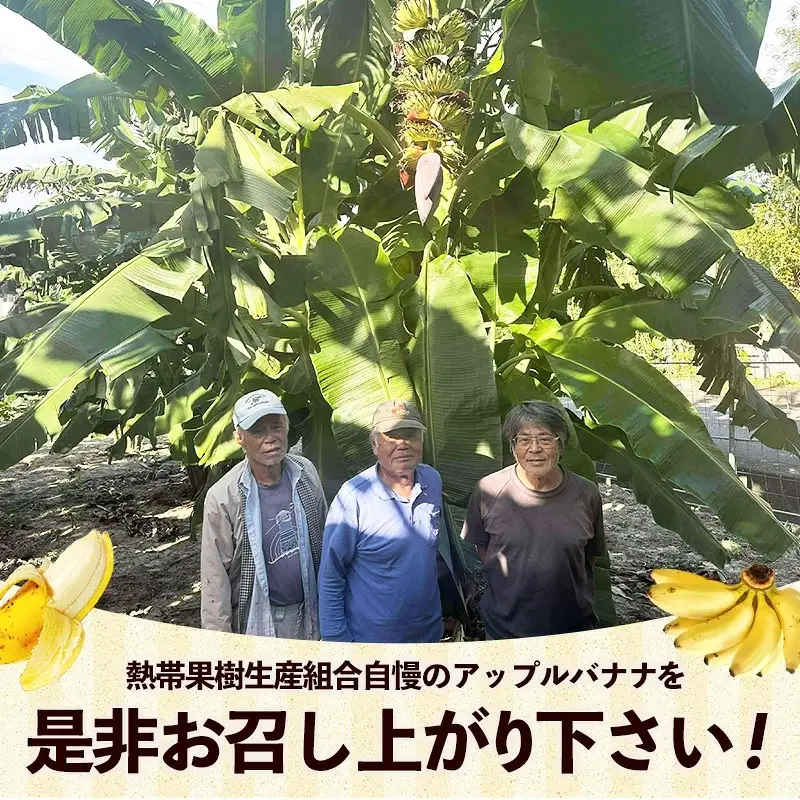 熱帯果樹生産組合のアップルバナナ 約3kg - バナナ ばなな 小ぶり 沖縄県 産地直送 果物 フルーツ 南国 朝食 おすすめ 沖縄県 八重瀬町