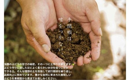 ぶどう 悟紅玉 ゴルビー 訳あり 岡山県産 ぶどう【2房 計800g以上】
