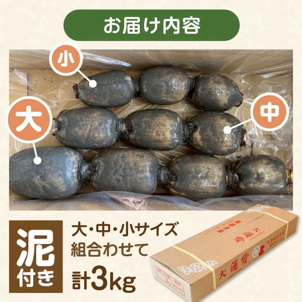 泥付きれんこん 大蓮愛 3kg 池上ファーム れんこん 先行予約 2026年11月～発送  [IDN001]