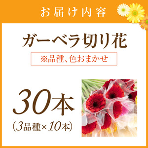 農園直送 ガーベラ切り花30本【1294】