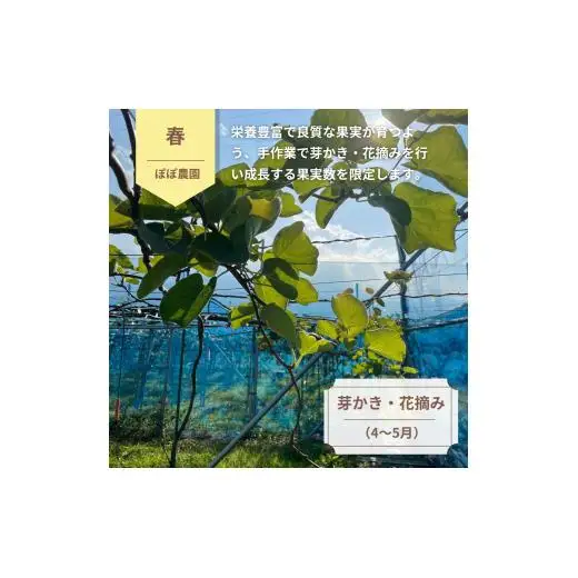 【ぽぽ農園】【訳あり・ご自宅用】レインボーレッドキウイ（四国中央市産レインボーレッド） S サイズ 約2kg（26個～32個）