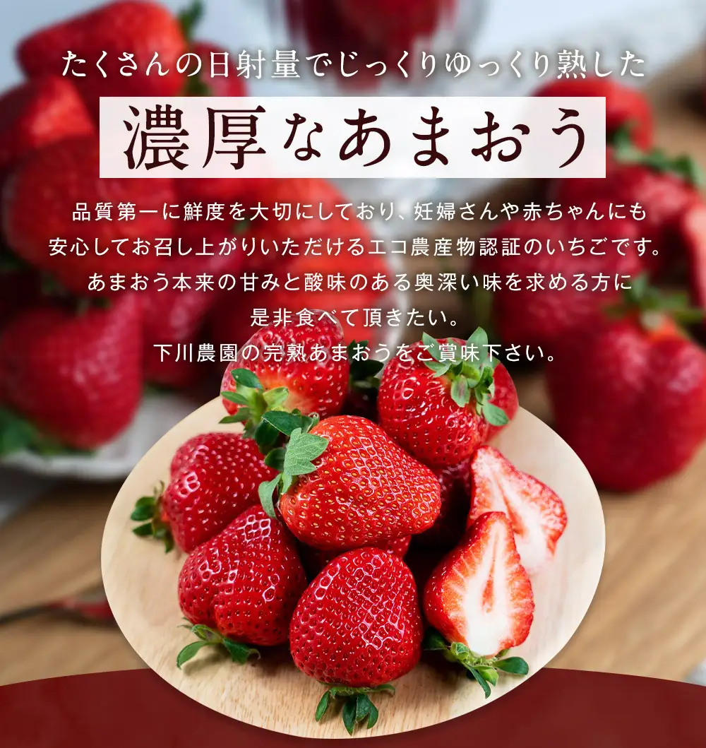 特別栽培の濃厚完熟あまおう 約500g 約250g×2パック【2026年12月上旬～4月下旬まで発送予定】 苺 いちご あまおう 果物 フルーツ 福岡県
