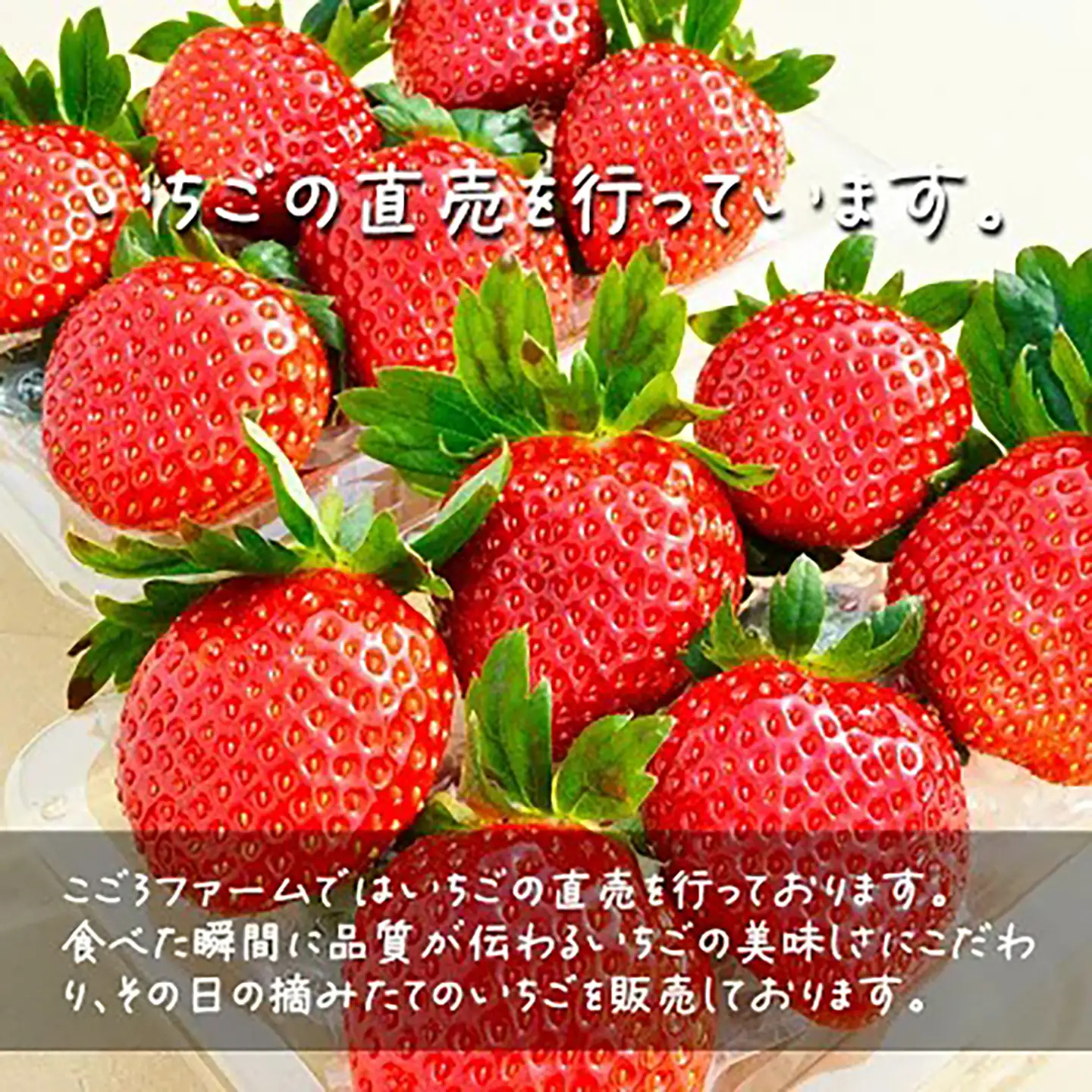 いちご 茨城県産とちおとめ 約1080g いちご