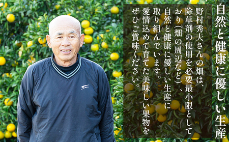 土佐文旦 5kg 家庭用 文旦 nm-0008