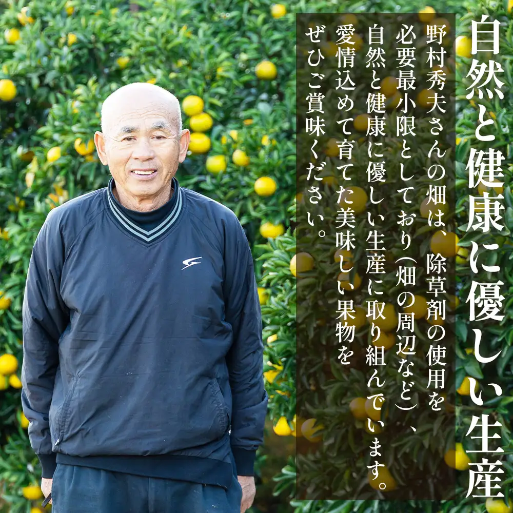 土佐文旦 家庭用 10kg （L〜2L混合） 文旦 nm-0009