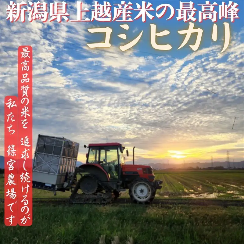 【先行予約】【12月中旬配送】篠宮農場 コシヒカリ 精米 コシヒカリ 10kg