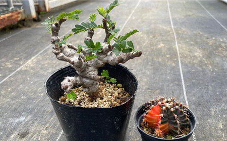 センナ メリディオナリス ＆amp; ギムノカリキウム ミハノビッチ 各1株 Senna meridionalis ＆amp; Gymnocalycium mihanovichii 長与町/アグリューム[EAI239]