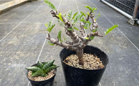 センナ メリディオナリス ＆サンセベリア ボンセレンシスドワーフ 各1株 Senna meridionalis ＆sansevieria boncellensis dwarf&nbsp;長与町/アグリューム[EAI240]