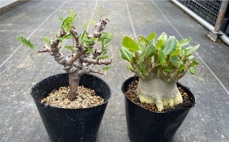 センナ メリディオナリス ＆ アデニウム アラビカム 各1株 Senna meridionalis ＆ Adenium arabicum長与町/アグリューム[EAI246]