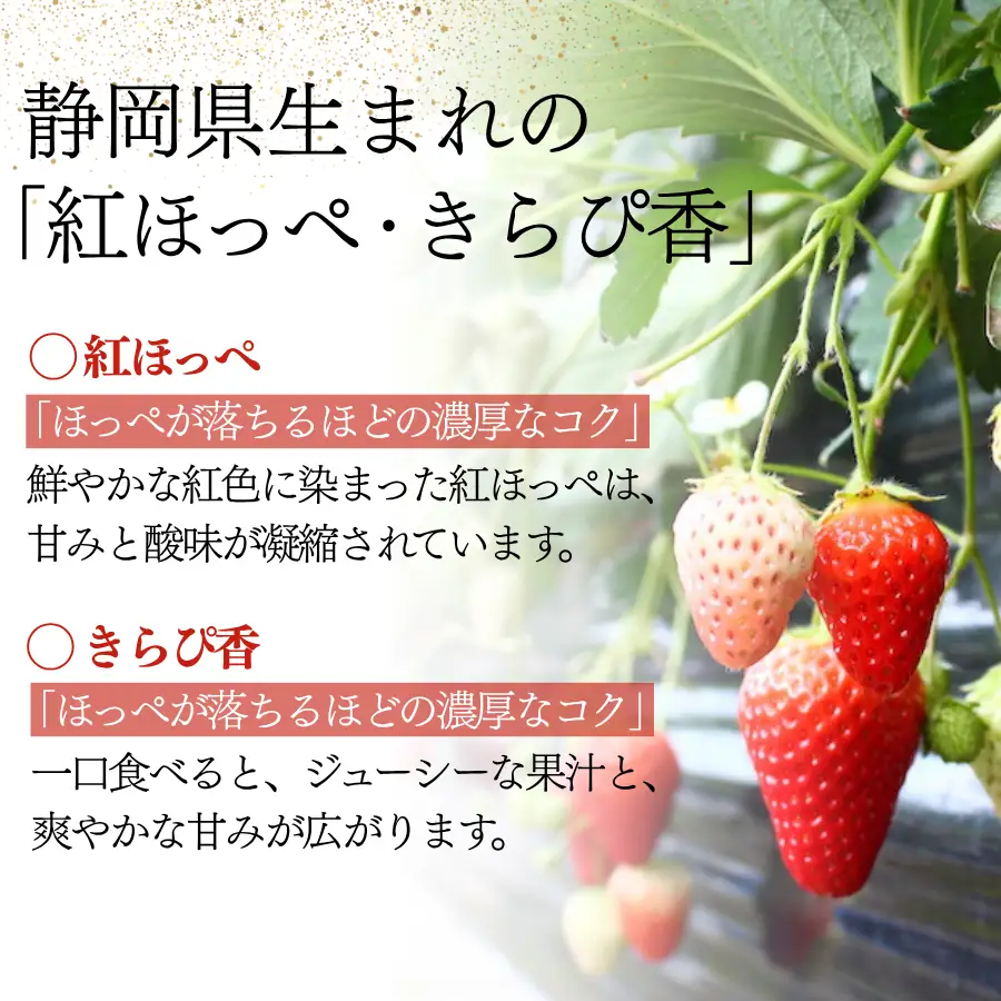 【2027年発送】大容量 小粒いちご   いちご