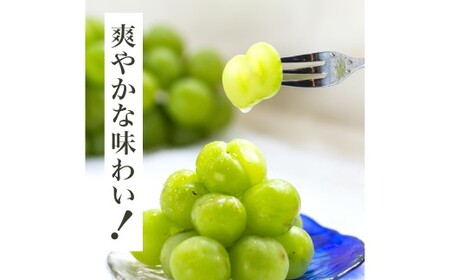 【先行予約】岡山県産 瀬戸ジャイアンツ2房【2026年9月上旬～9月下旬まで順次発送予定】（1房480g以上）約1kg 化粧箱入り【ぶどう 果物 フルーツ 国産 人気 おすすめ 岡山県 倉敷市】