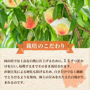桃 2026年 先行予約 ご家庭用 白桃（晩生種）5～6玉 合計約1.5kg もも モモ 岡山県産 国産 フルーツ 果物 ギフト