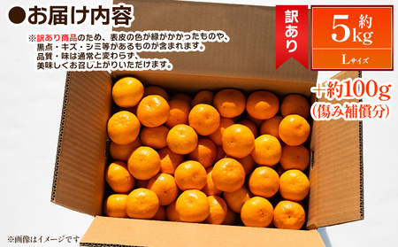 【2026年出荷分】露地みかん(Lサイズ) 5kg 家庭用 丸萬農園 みかん mn-0015