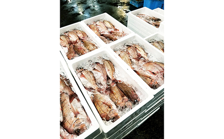 明石鯛の灰干し 2枚入」【配送不可：離島】 魚貝類 干物 