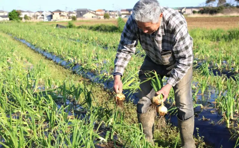 新たまねぎ 約5kg 先行予約 【たまねぎ】