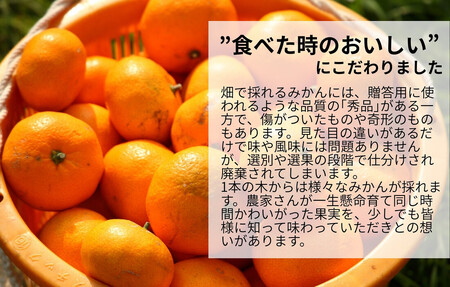 みかん 春待ち 越冬みかん 箱込2.5kg(内容量2.3kg) 等級／サイズミックス 和歌山県産 産地直送