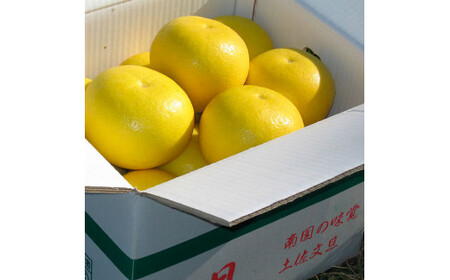 【先行予約】楠瀬さんの土佐文旦 家庭用大玉 約3.5kg 約3.5キロ 2L〜4L〈2027年2月15日〜2027年4月5日発送〉 ぶんたん ブンタン 文旦 フルーツ 柑橘 みかん 果物 くだもの 柑橘類 デザート おやつ さっぱり おいしい 甘い お取り寄せ 国産【まる庄果樹園】[BQAF021]