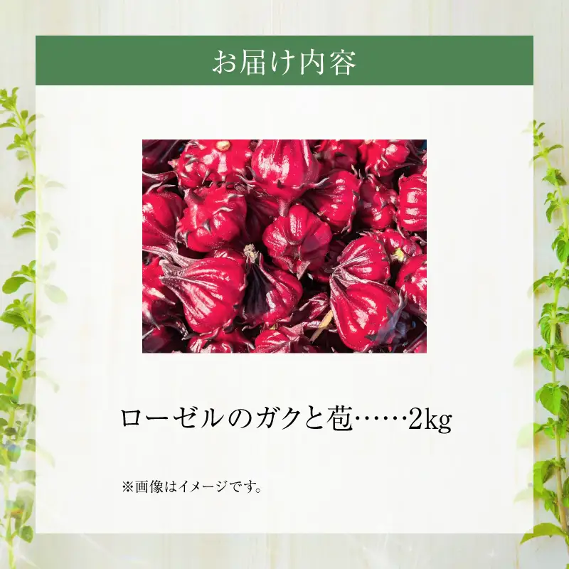 熊本ハーブ園レモングラス　フレッシュローゼル(2kg)_U42-0021