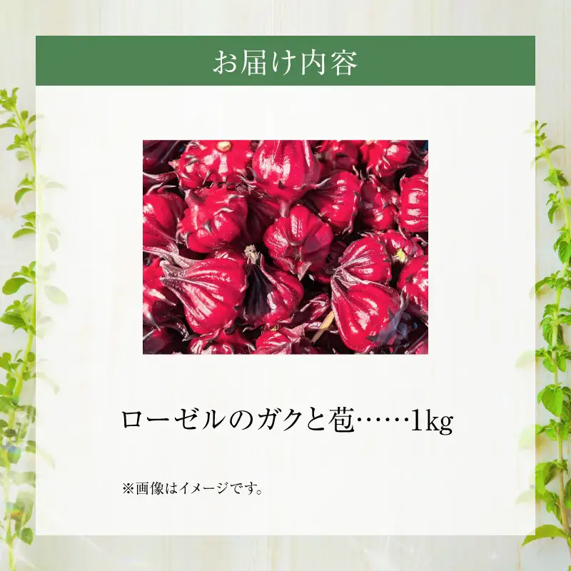 熊本ハーブ園レモングラス　フレッシュローゼル(1kg)_U42-0020