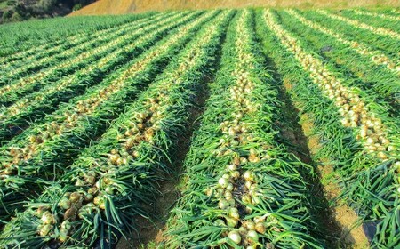 佐賀県太良町産 牟田農園の春の新玉ねぎ たっぷり大玉 5kg （2L） 【2027年4月上旬～6月上旬発送予定】 たまねぎ タマネギ 野菜 新玉ねぎ 玉ねぎ 農家直送 佐賀県 太良町