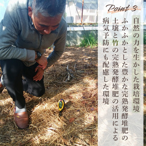 ぶどう 【先行予約】 冷凍 ぶどう 200g  2026年産 