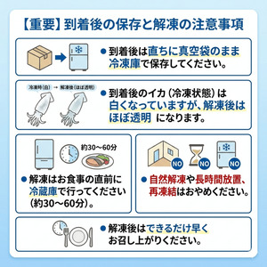 活きイカ姿造り 150g 阿武町産