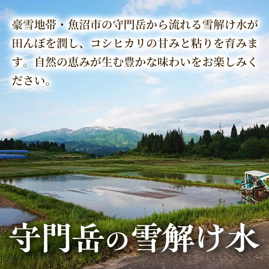 令和8年産【雪解け水で育てた】魚沼すもん長鳥産こしひかり（3kg） 1袋 魚沼産コシヒカリ 魚沼産こしひかり こしひかり コシヒカリ 米 3kg 精米  ブランド米 農家直送 家庭用  新潟県 魚沼市
