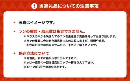 蘭 ミディ胡蝶蘭 華あかり スタンダード 2本立ち