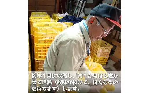 【ふるさと納税】 濃厚! 訳あり 小玉 八朔 / はっさく 甘い 家庭用 柑橘 晩柑 和歌山 / 5kg ※2027年2月下旬～3月下旬頃に順次発送予定【hnk021-s-5】