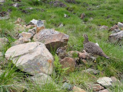 登山 南アルプスまもり隊・登山環境整備への寄附（登山者協力証1枚）1万円 信州 長野 伊那 【010-c0】
