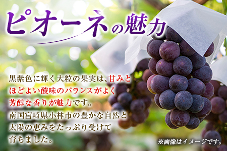 マンゴー 【2027年先行予約】 【定期便・全2回】完熟マンゴーとピオーネ定期便