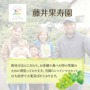 2026年 家庭用 岡山県産  シャインマスカット 1.5kg以上 摘み落とし＜9月以降発送＞