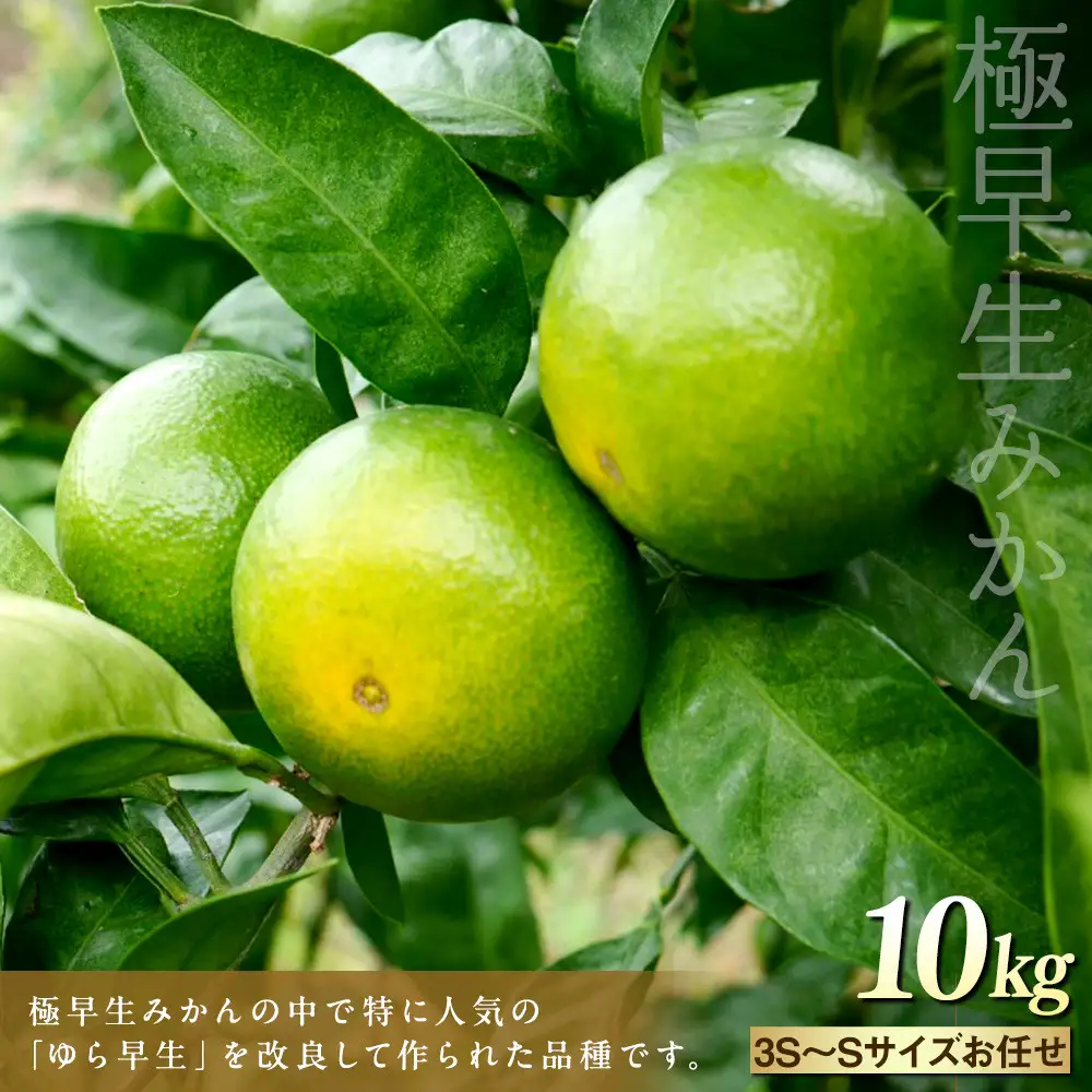 ※先行予約・2026年9月下旬発送開始予定※ 和歌山産 極早生みかん 10kg 3S～Sサイズおまかせ ［YN-26］ 橋詰農園