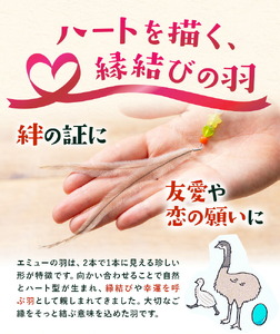 エミューストラップ 全長約20cm ストラップ付き 熊本県菊池エミュー観光牧場株式会社 《30日以内に出荷予定(土日祝除く)》 熊本県 菊池市 エミュー ストラップ 縁結び 幸運の羽 羽根 菊池市 熊本県 送料無料