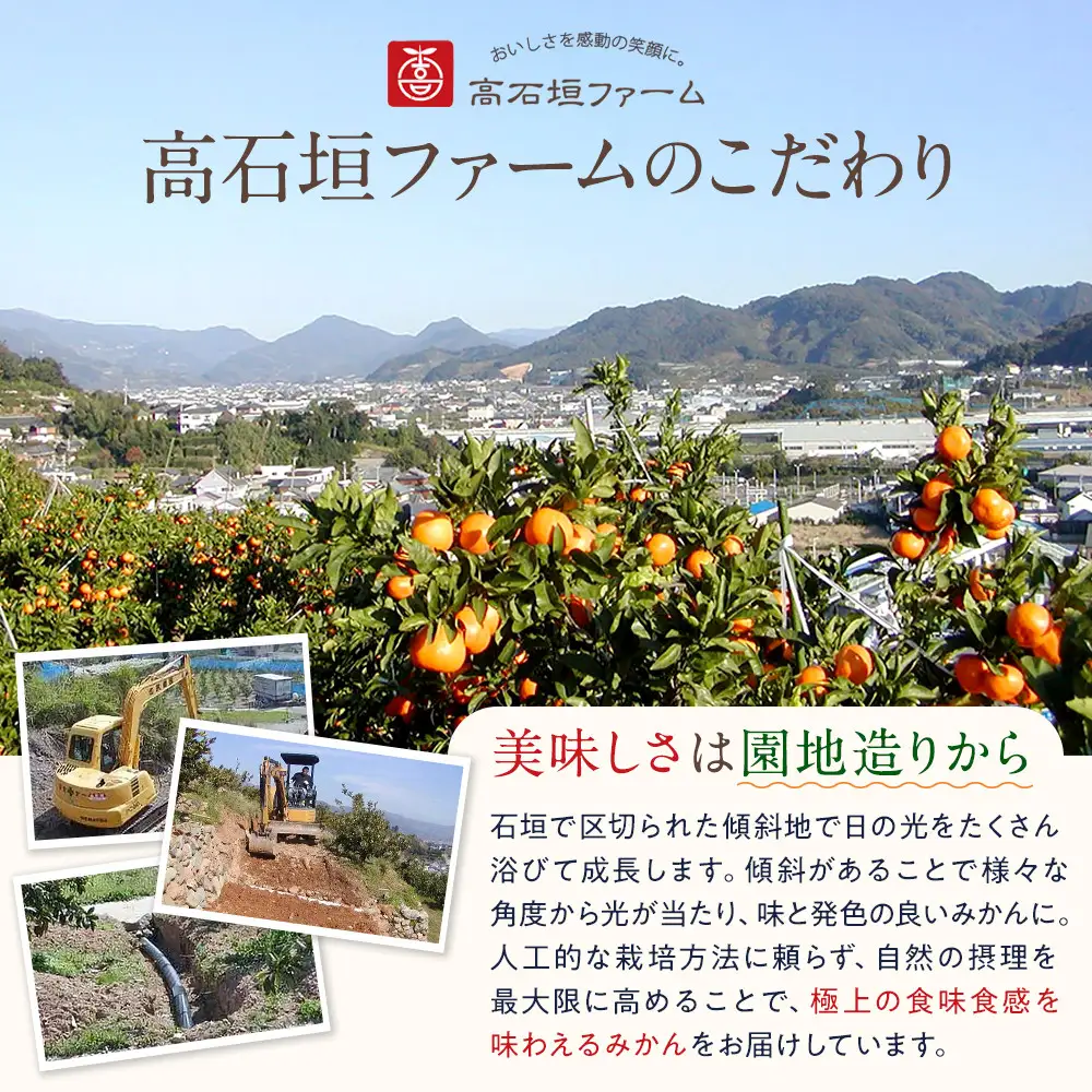 訳あり はるか 2.5kg M～2Lサイズおまかせ 高石垣ファーム