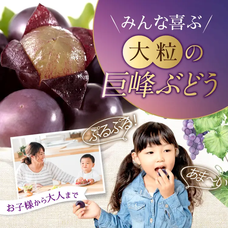 先行受付【訳あり】種なし巨峰 約1.8kg 4～8房 2026年8月下旬〜10月上旬頃発送予定［新規就農者応援コース 幸作会］［K-29］