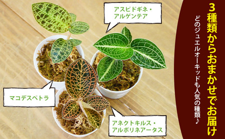 ＜ジュエルオーキッドのテラリウムキット＞コケ 苔 シダ インテリア ガーデニング 園芸 グリーン 緑 植物 キット栽培 作成キット 自作キット ハンドメイド 育成 観葉植物 西予苔園 愛媛県 西予市 【常温】『1か月以内に順次出荷』NKK0011