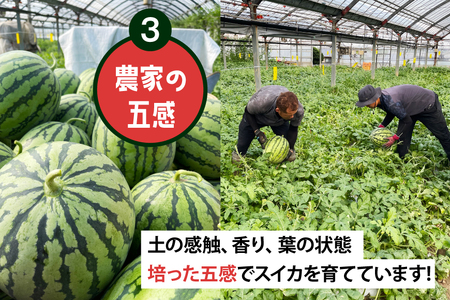 BJ698 【令和9年出荷分】 Farm honda 大玉スイカ 1玉 8kg以上